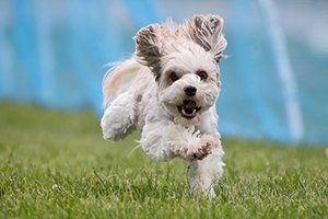 Löwchens compete in a variety of companion sports