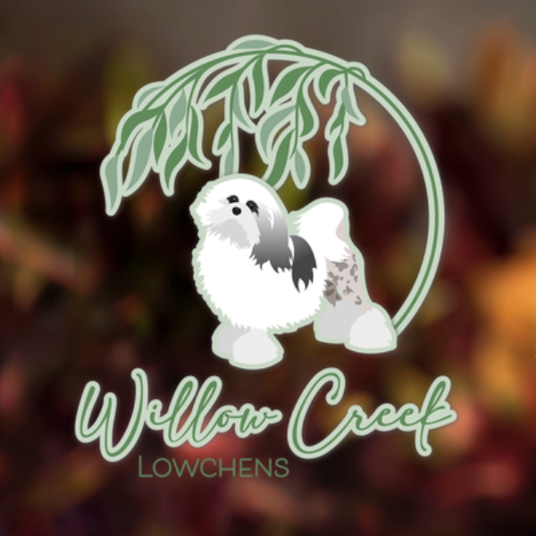Willow Creek Löwchen