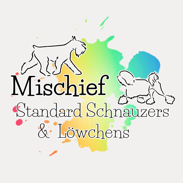 Mischief Löwchen